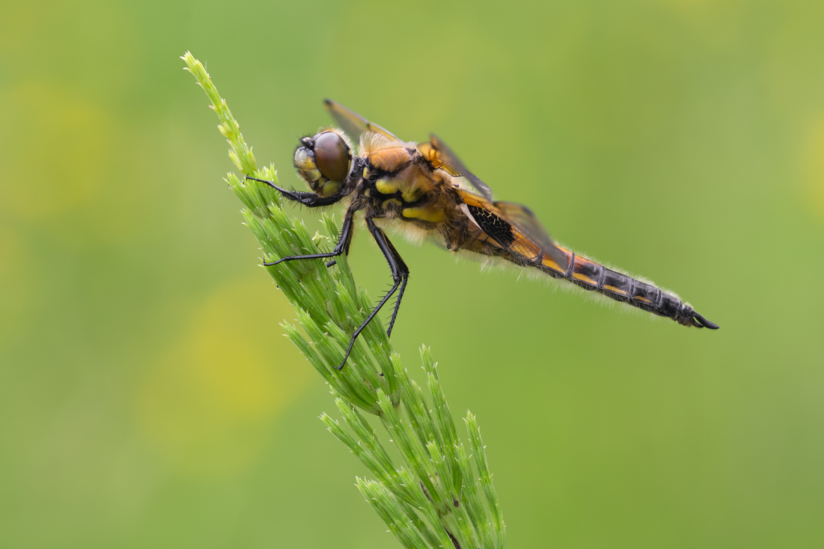 Four Spotted Chaser 11